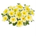 Afbeelding van Petunia P12 Yellow